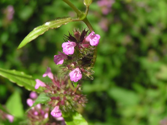 c0042869_1921454.jpg