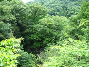 d0070473_176519.jpg