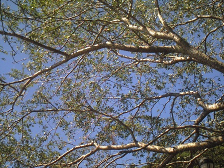 c0031794_9372637.jpg