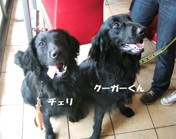 c0050400_15433950.jpg
