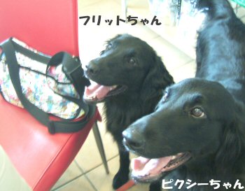 c0050400_1547672.jpg