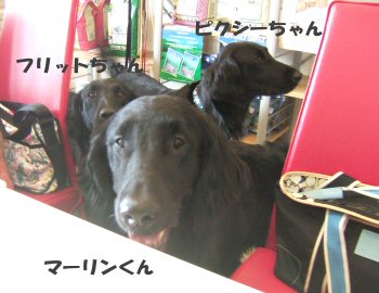 c0050400_15535841.jpg