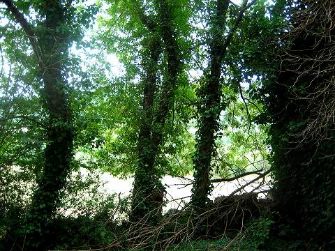 b0064411_3172779.jpg