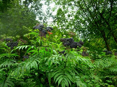 b0064411_3185871.jpg