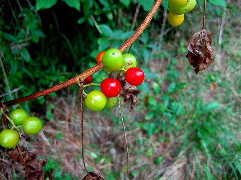 b0064411_3211255.jpg