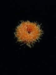 e0005548_23261697.jpg