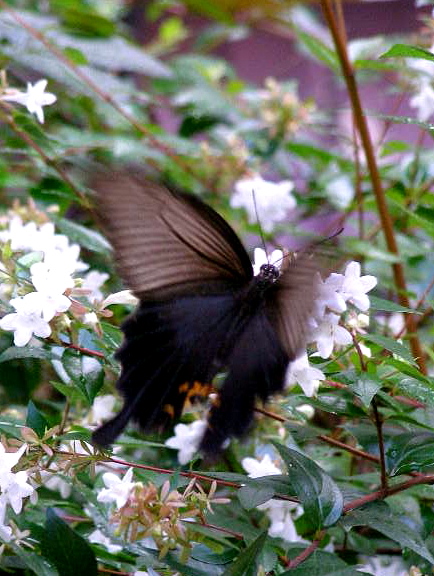 e0064158_0213351.jpg