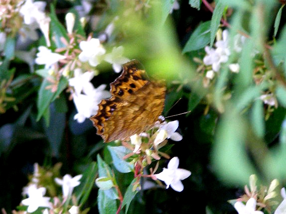 e0064158_035457.jpg