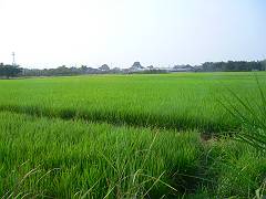 f0001378_21584811.jpg