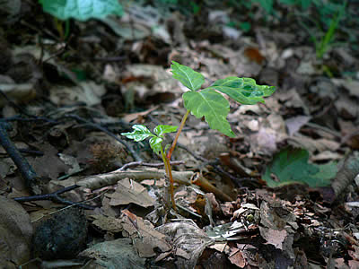 d0035104_103265.jpg