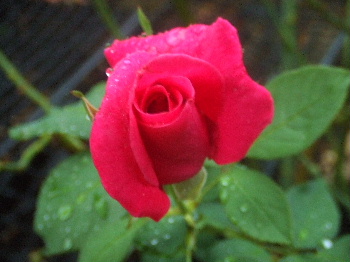 f0041606_20545049.jpg