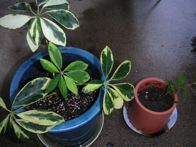 a0020929_21211686.jpg