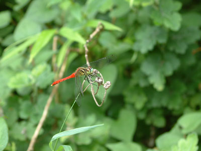 c0050264_1058126.jpg