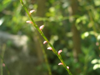 b0061107_23212419.jpg