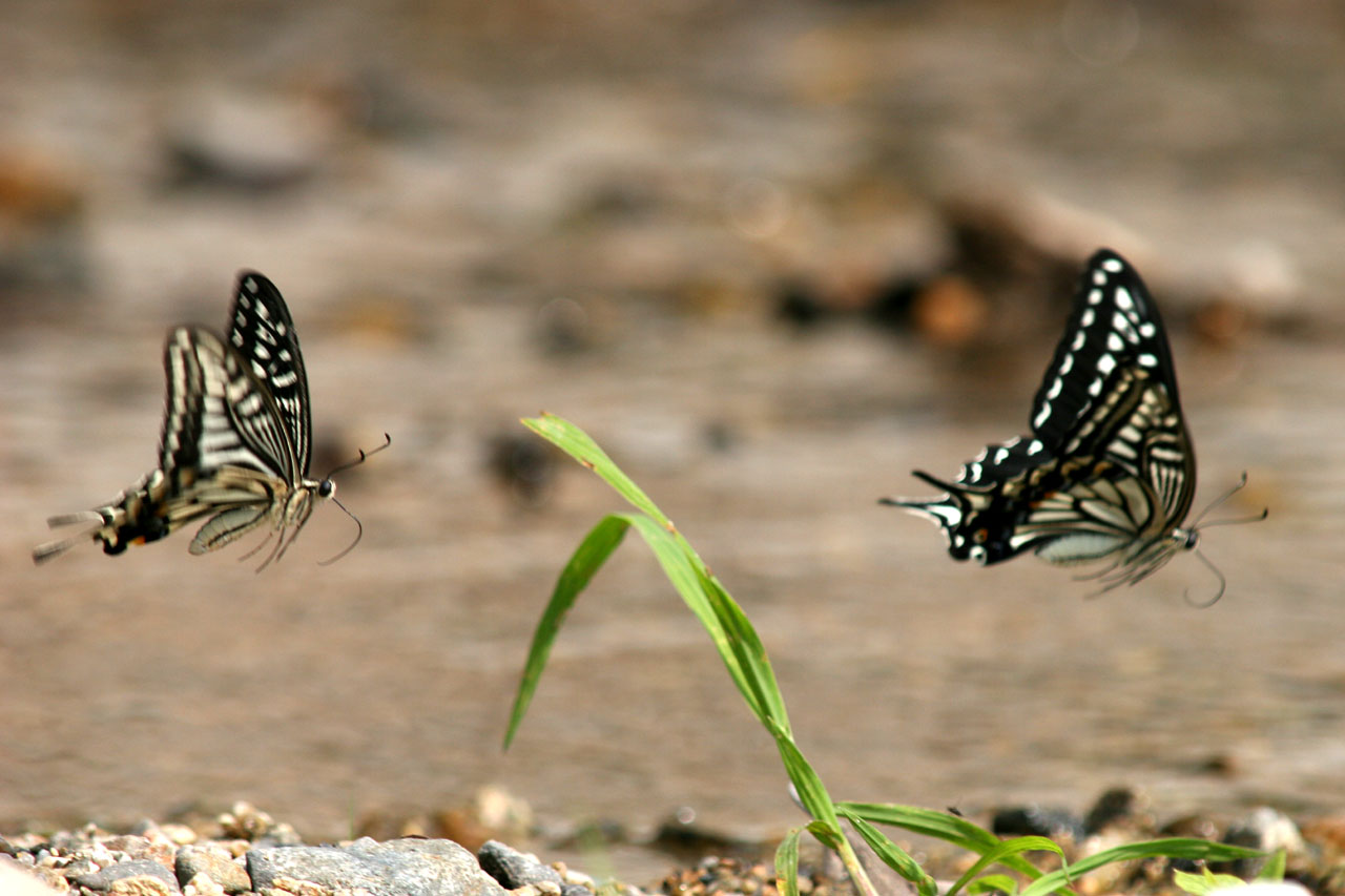 d0085715_0231483.jpg
