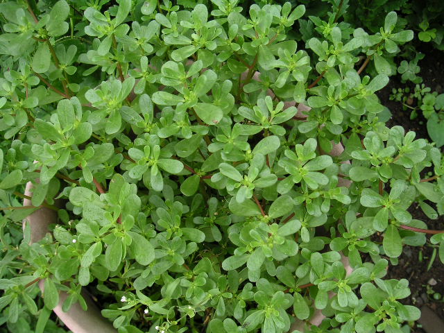 a0020929_9168100.jpg