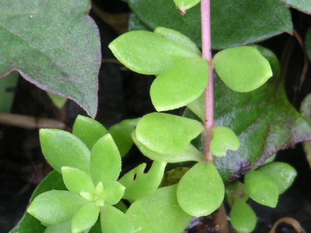 a0020929_9262285.jpg