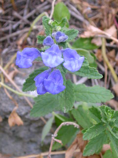 e0004756_11225176.jpg