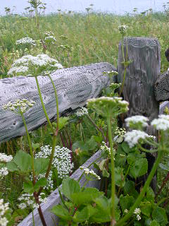 e0004756_112952.jpg