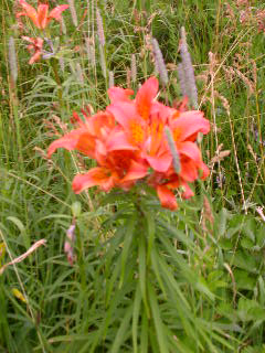 e0004756_114501.jpg