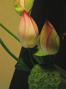 b0091866_16385153.jpg