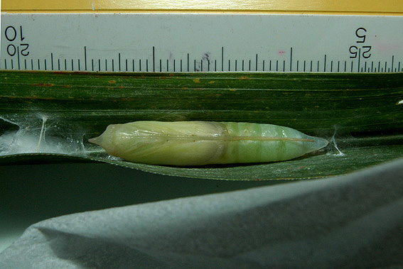 f0090680_22293824.jpg