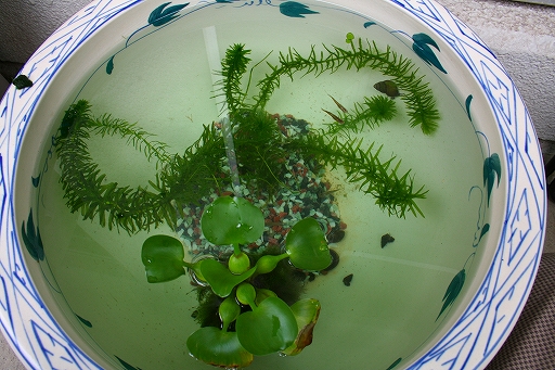 f0034007_1842255.jpg