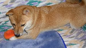 f0004309_22112352.jpg