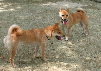 f0004309_22212293.jpg