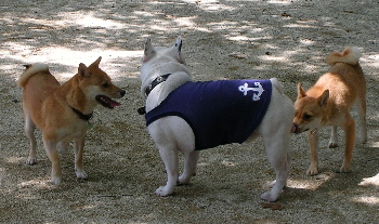 f0004309_22215257.jpg