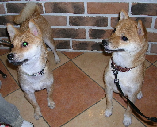 f0004309_22223475.jpg