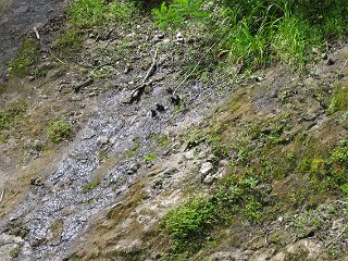 d0003116_1150861.jpg