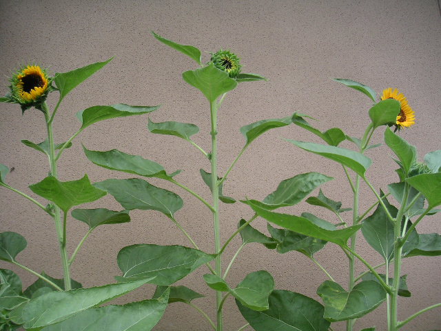 a0020929_1131341.jpg