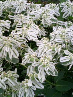 f0104057_6141066.jpg
