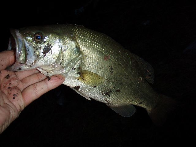f0073059_23501150.jpg