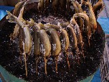 c0022767_14244531.jpg