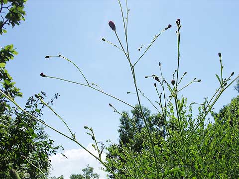 d0019169_2258432.jpg