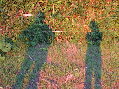 d0050472_1181494.jpg
