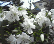 e0017290_949023.jpg