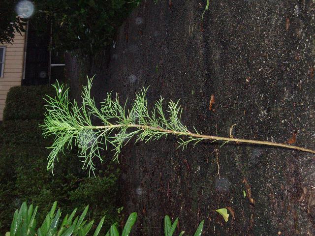c0086014_6332992.jpg