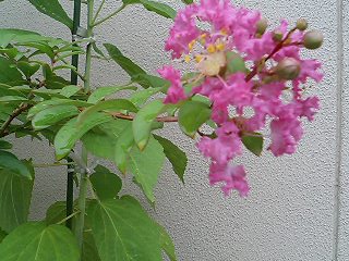 e0026017_22114011.jpg