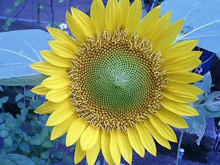 e0026017_2265330.jpg