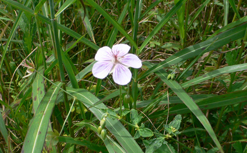 f0060424_8453558.jpg