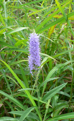 f0060424_8554652.jpg