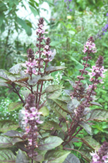 f0029536_23322257.jpg