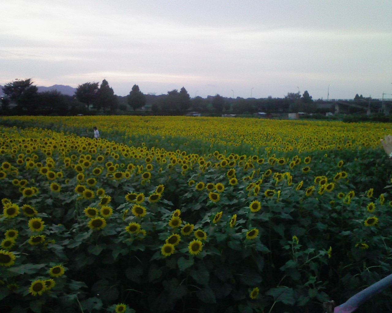 b0066240_015501.jpg
