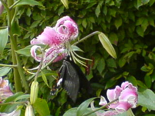 f0052603_22464717.jpg