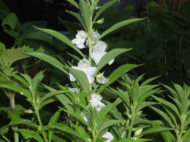 c0086014_6545370.jpg