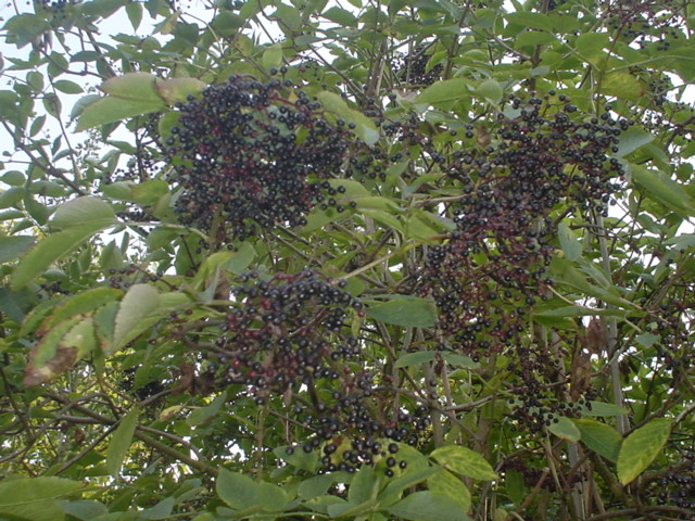 f0077414_8262073.jpg