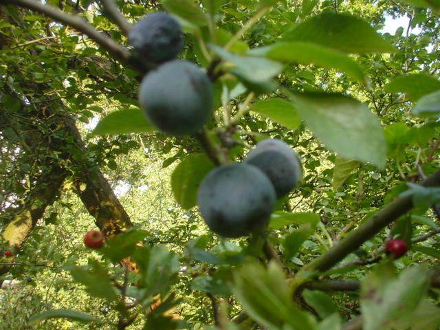 f0077414_8271654.jpg